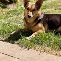 Inge - hat ein bisschen Chaos im Kopf, Hündin zur Adoption