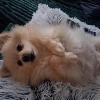 Süße Duffy sucht ein Zuhause, Hündin zur Adoption