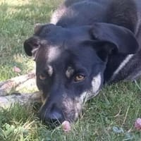 Herzenshnd SKY, Hund zur Adoption