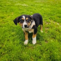 Maya sucht ein Zuhause, Hündin zur Adoption