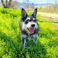 Darko ein verschmuster Rüde, Hund zur Adoption