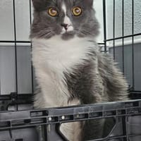 KRÜMEL - verspielt und fröhlich!, Kater zur Adoption