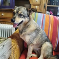 SONJA IST DER IDEALE FAMILIENHUND, Hündin zur Adoption