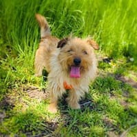 Toller sozialer Roschko, Hund zur Adoption