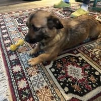 Gute Laune Oscar sucht seinen Menschen, Hund zur Adoption