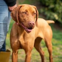 Cerise, Hündin zur Adoption