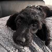 Szandi, Hündin zur Adoption