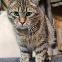 Rajah  Tigermädel sucht Familie, Katze zur Adoption