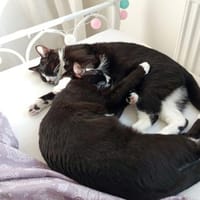 Lipici & Sissi 2 kleine Maskenkatzen, Kater zur Adoption