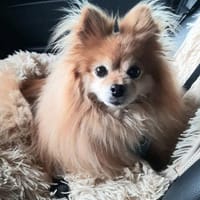 Spitzi Bella in 27619 Schiffdorf #, Hündin zur Adoption