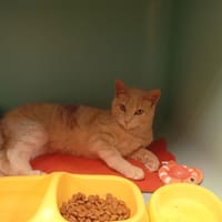 XAVIERE, chat à adopter