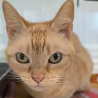 MINETTE, chatte à adopter