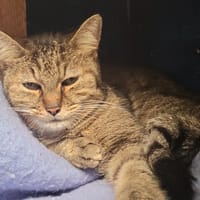 ISIS, chatte à adopter