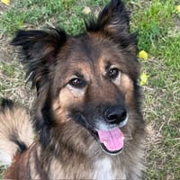RADJA, chienne à adopter