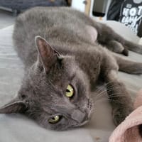 Boréale, chatte à adopter