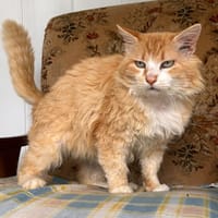 Rwanda, chat à adopter
