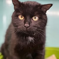 Oumi, chatte à adopter
