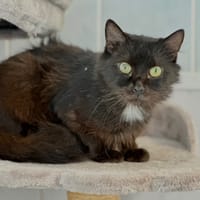 Pinceau, chat à adopter