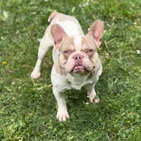 Woody RCN76, chien à adopter