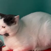 TOM, chat à adopter