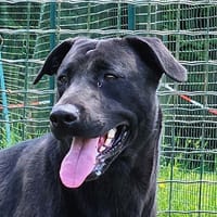 KIA, chienne à adopter