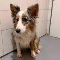 Aika, chienne à adopter