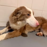 Amaya, chienne à adopter
