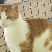 BOUBOULE, chat à adopter