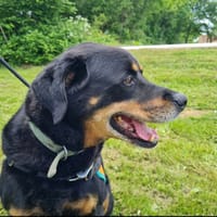 MARLEY, chien à adopter