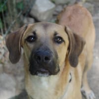buzz, chien à adopter