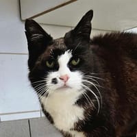 PATATRA, chatte à adopter