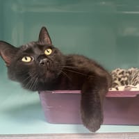 Mino, chat à adopter