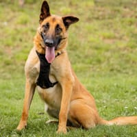 HARU, chienne à adopter