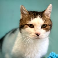 Vagabond, chat à adopter