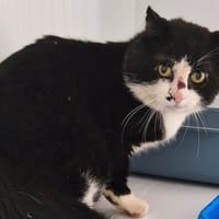 Billig, chat à adopter