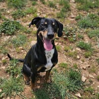 TAYLER, chien à adopter