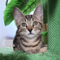 BULLE, chatte à adopter