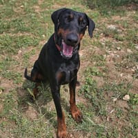 SYRIUS, chien à adopter