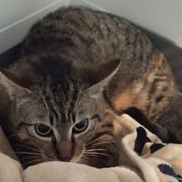 MAJESTY (réservé), chat à adopter
