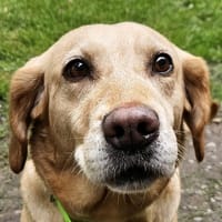 OCTANE, chienne à adopter