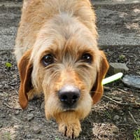 LATIAS, chienne à adopter