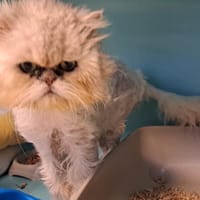TIMAL (pas castré), chat à adopter