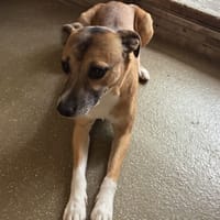 ROCKY, chien à adopter