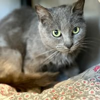 Flamme, chatte à adopter
