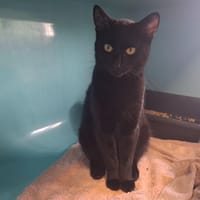 NOEL, chat à adopter