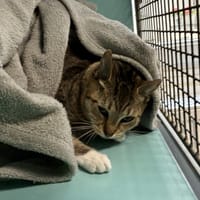 BIELKA, chatte à adopter
