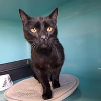 VÉNUS, chatte à adopter