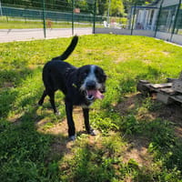 ASTRO, chien à adopter