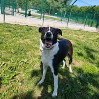 OREO, chien à adopter