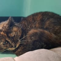 HÉLIA, chatte à adopter